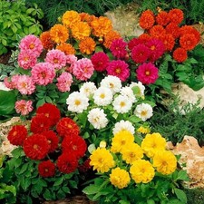 Dahliesamen Piccolo mix Samen Blumen Saatgut Семена цветов Георгина Пикколо Микс