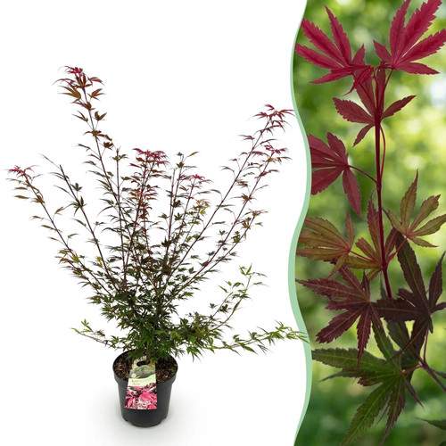 Acer palmatum shaina - acer,