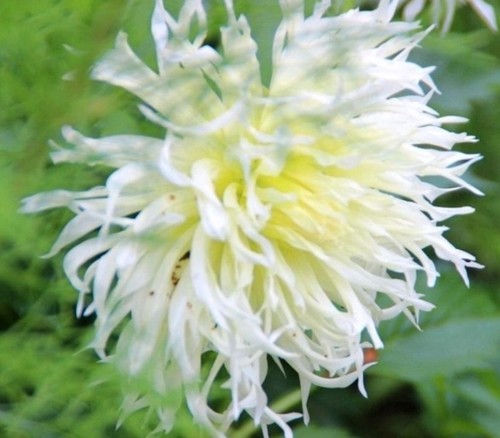 Dahlien knollen - dahlien,