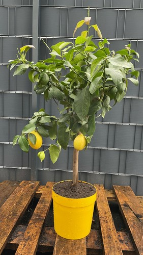 Citrus limon echter - citrus,