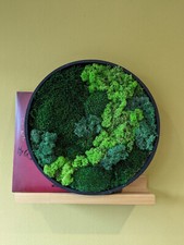 Moosbild in runden Rahmen mit