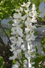Japanischer Blauregen Wisteria floribunda 'Snow Shower'  60 - 100  im Container