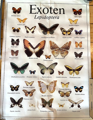 Poster schmetterlinge exoten - poster,