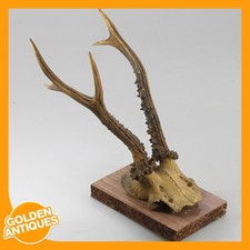 Rehgeweih gehörn wandbehang - rehgeweih,