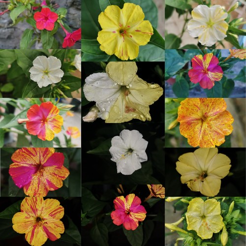 Mirabilis - @, (◕‿◕)\@