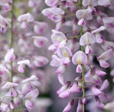 Wisteria floribunda from ROSEA
