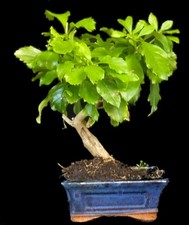 Bonsai - Durantha repens -