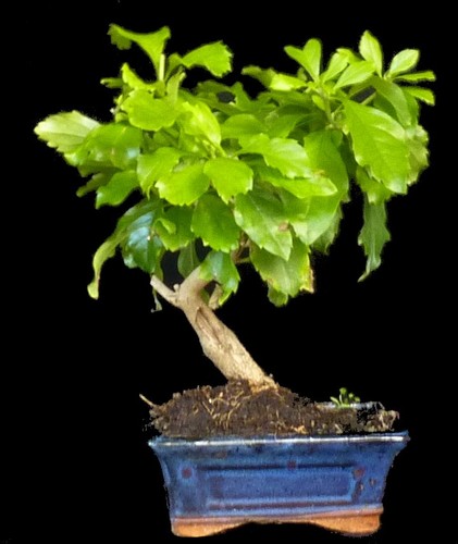 Bonsai durantha repens - -,