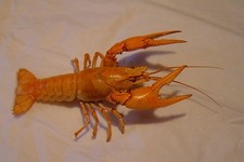 Tierpräparat Kalikokrebs Faxonius immunis männlich