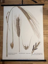 Gerste Roggen Getreide  Rollkarte Schulwandkarte 50 cm x 70 cm