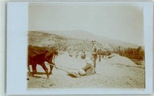 13134533 - Araber beim Frucht dreschen Ochsengespann Tiergespann