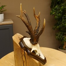 Rehgeweih abnormes Reh 8 ender