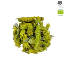 Zertifizierte Bio Griechischer Bergtee Schneiden Sideritis Scardica Ernte 2025