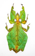 Leaf Insect -Phylliidae