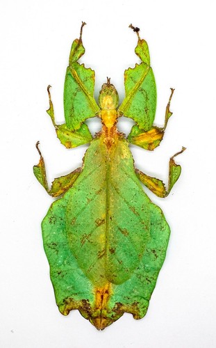 Leaf insect phylliidae - leaf, -phylliidae