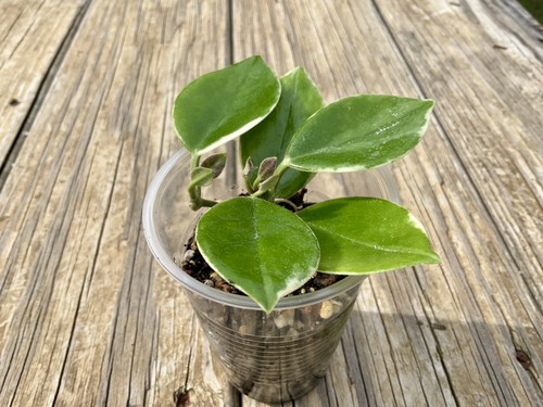 Rare hoya australis - hoya,