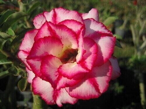 Samen adenium obesum aura - 10,