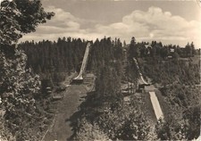 Scenic View of Pine Trees And