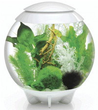 Dekorationsidee für HALO 60