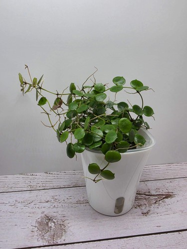 Heavenly hoya peltata - hoya,