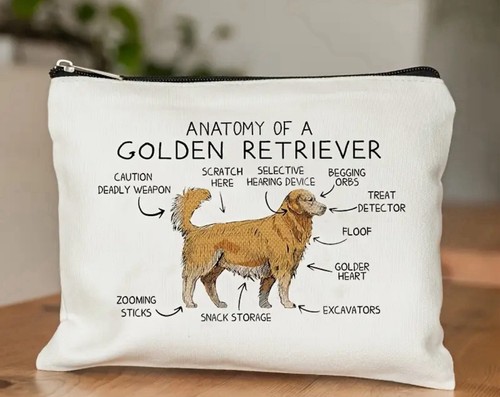 Golden retriever anatomie - retriever,