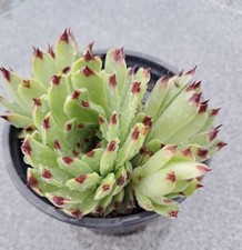 Hauswurz, Sempervivum, Braunspitz