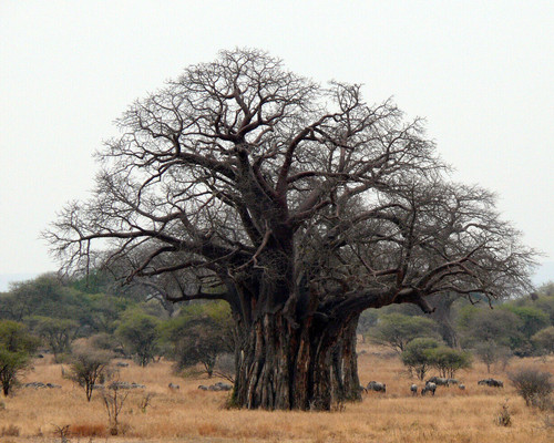 Baobab affenbrotbaum adansonia - affenbrotbaum,
