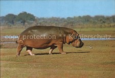 Tiere Nilpferd Hippopotamus 