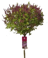 Flieder Duftflieder Syringa meyeri 'Palibin' lila Hochstamm 80 - 100 cm