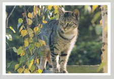 1 AK Katze 21: - NEU !!! #