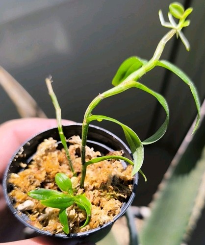 Dendrobium loddigesii - ,