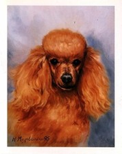 New Red Pudel Head Study Pet