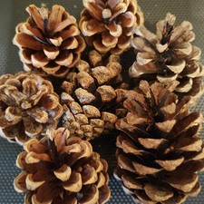100 Stück Kiefernzapfen