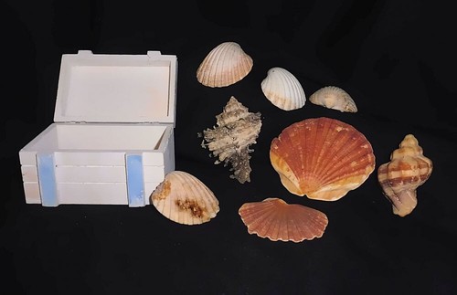 Seemannskiste und muscheln - seemannskiste,