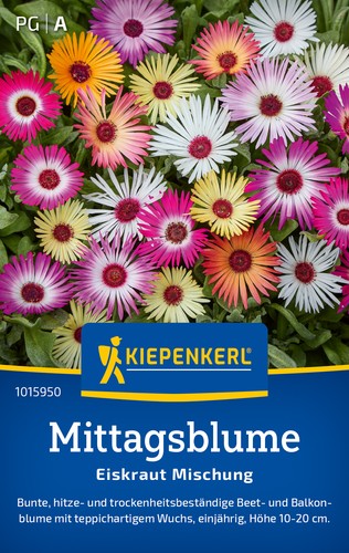 Mittagsblume eiskraut mischung - eiskraut,