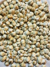 11 PC GOMTI GOMATI CHAKRA