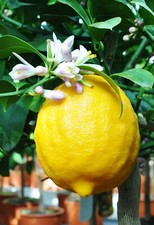 Zitronenbaum (Meyers Zitrone) - Citrus meyeri, Jungpflanze