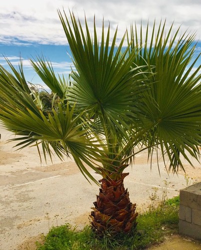 Washingtonia robusta palme 40 - palme,