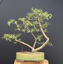 Rohmaterial Weißdorn Im Aufbau Inkl Versand