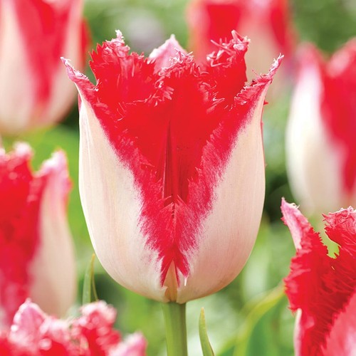 Tulpen blumenzwiebeln zwiebeln - blumenzwiebeln,