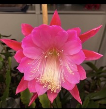 Epiphyllum crowd pleaser - epiphyllum,