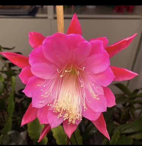 Epiphyllum crowd pleaser - epiphyllum,
