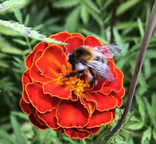 Studentenblumen 500 samen - 500,