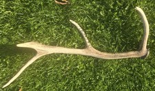 Abwurfstange Rothirsch Hirschgeweih Geweih 1300g 80cm Nr.2