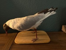 Ausgestopfte Möwe