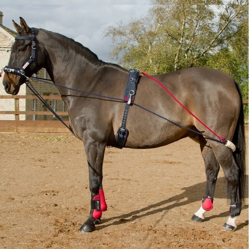 John whitaker trainingssystem - whitaker,