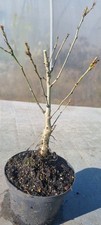 Eichen prebonsai eichenbaum - eichen-prebonsai,,