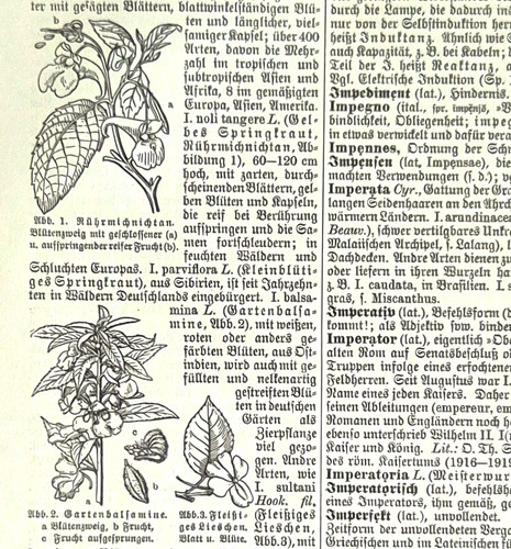 Alte lithografie springkraut - lithografie,,