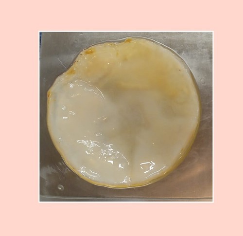 Jun tee pilz scoby - jun,
