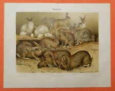 KANINCHEN  Leporidae  Widder Kaninchen Hase  Lithographie  von 1895